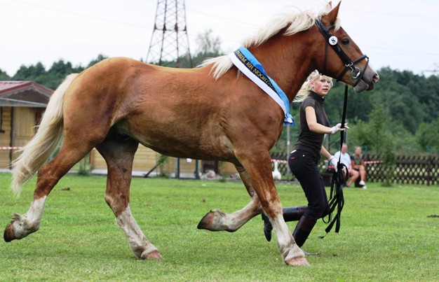 Parim eesti raskeveo tõugu täkk Heartland, aretaja ja omanik Jüri Pertel